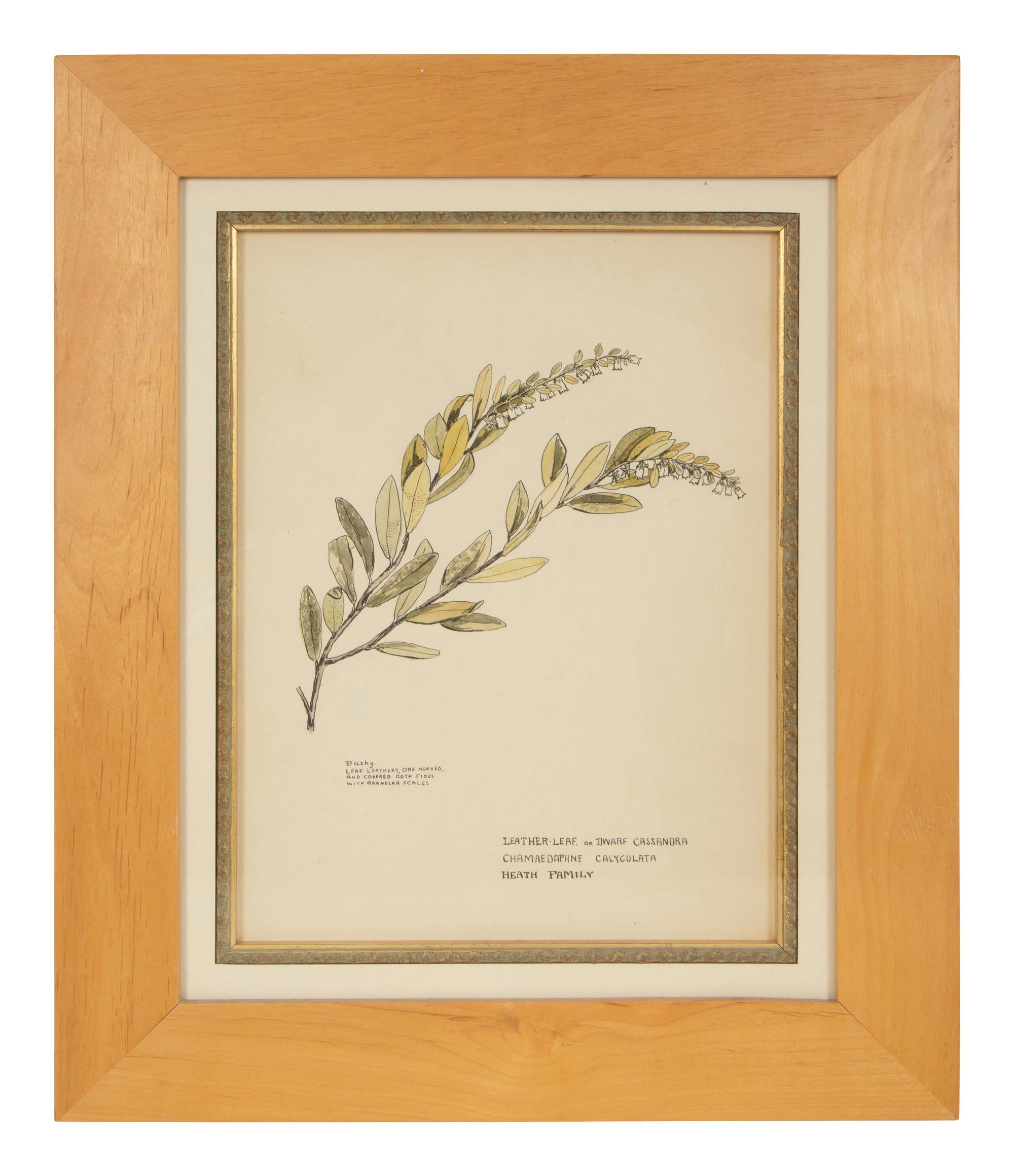 Eighteen Botanical Watercolors