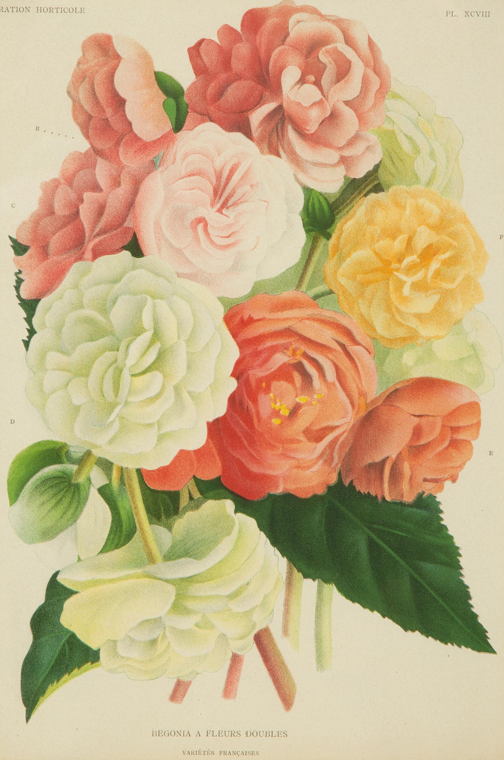 Seven Gilt Framed Botanical Chromolithgraphs After J. Linden and Others — 20TH CENTURY