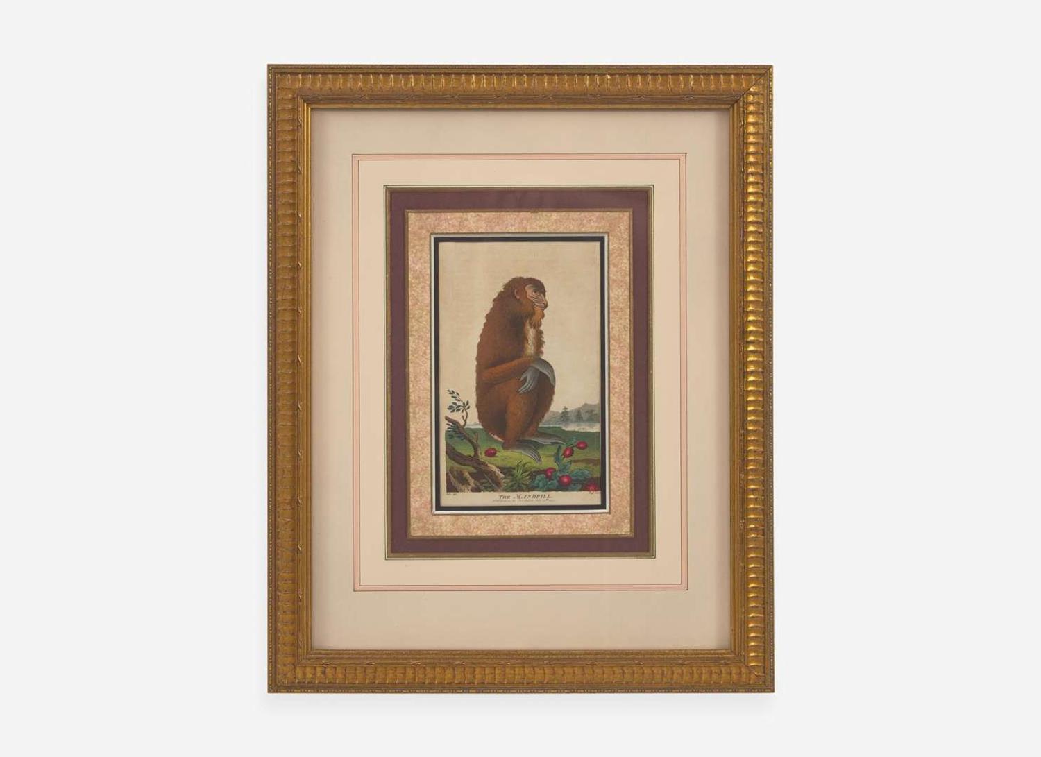 A set of six hand-colored engravings of various primates, published by John Wilkes (d. 1811), London, 1795-1796