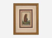 A set of six hand-colored engravings of various primates, published by John Wilkes (d. 1811), London, 1795-1796