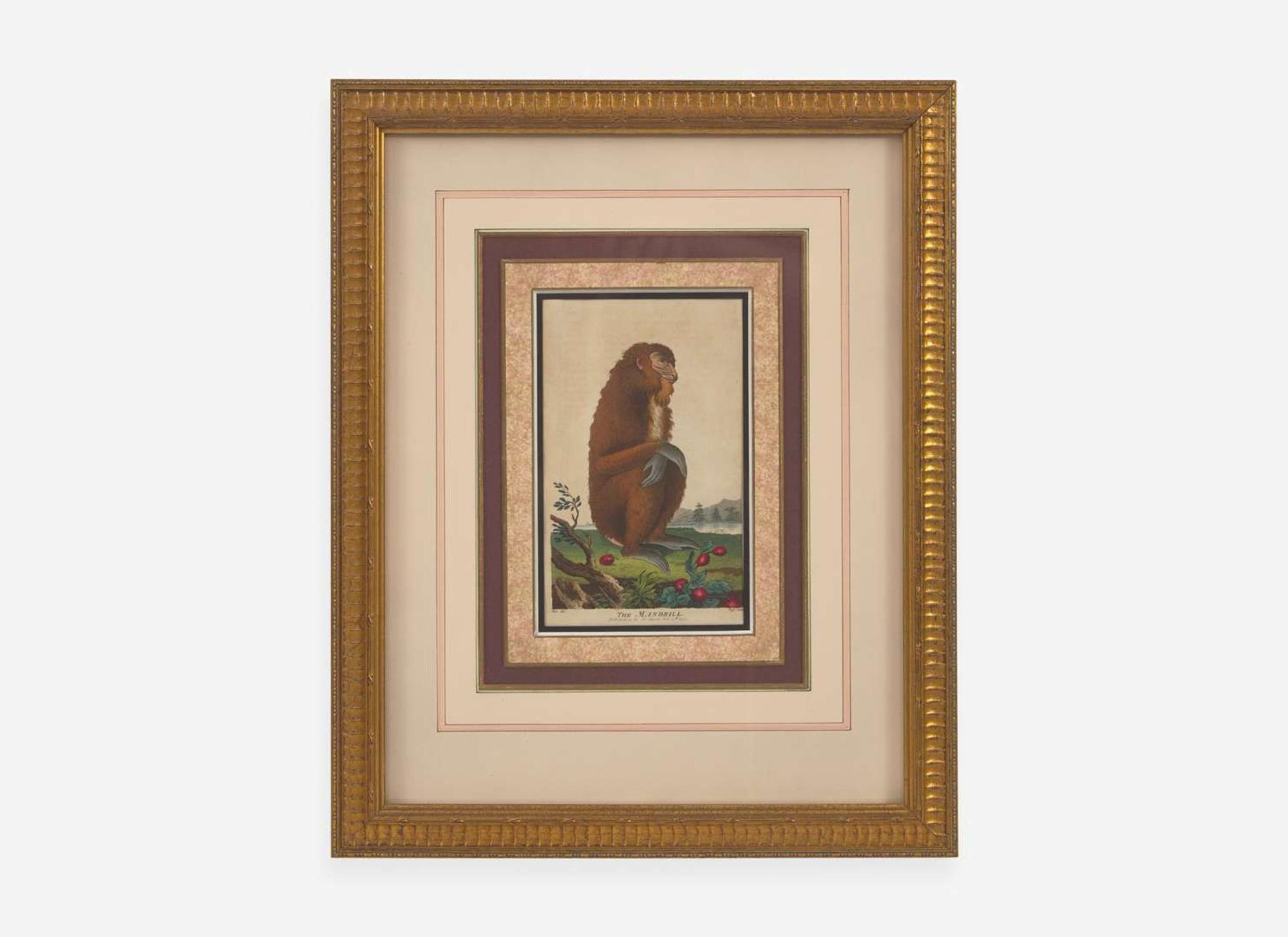 A set of six hand-colored engravings of various primates, published by John Wilkes (d. 1811), London, 1795-1796