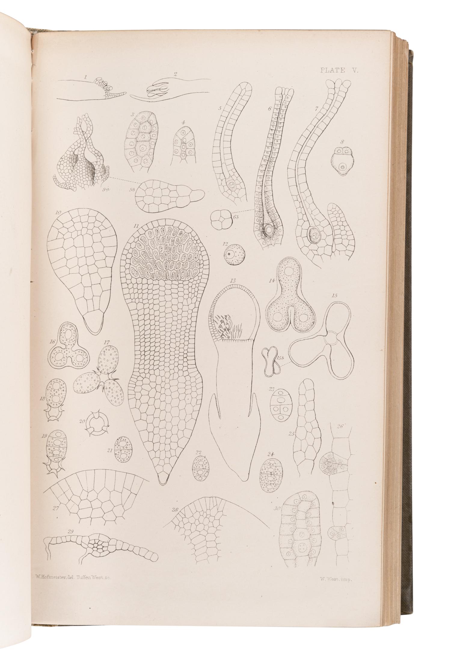 [BRITISH FLORA & FAUNA]. A group of 5 works, comprising: