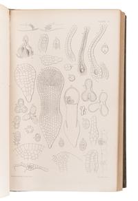 [BRITISH FLORA & FAUNA]. A group of 5 works, comprising: