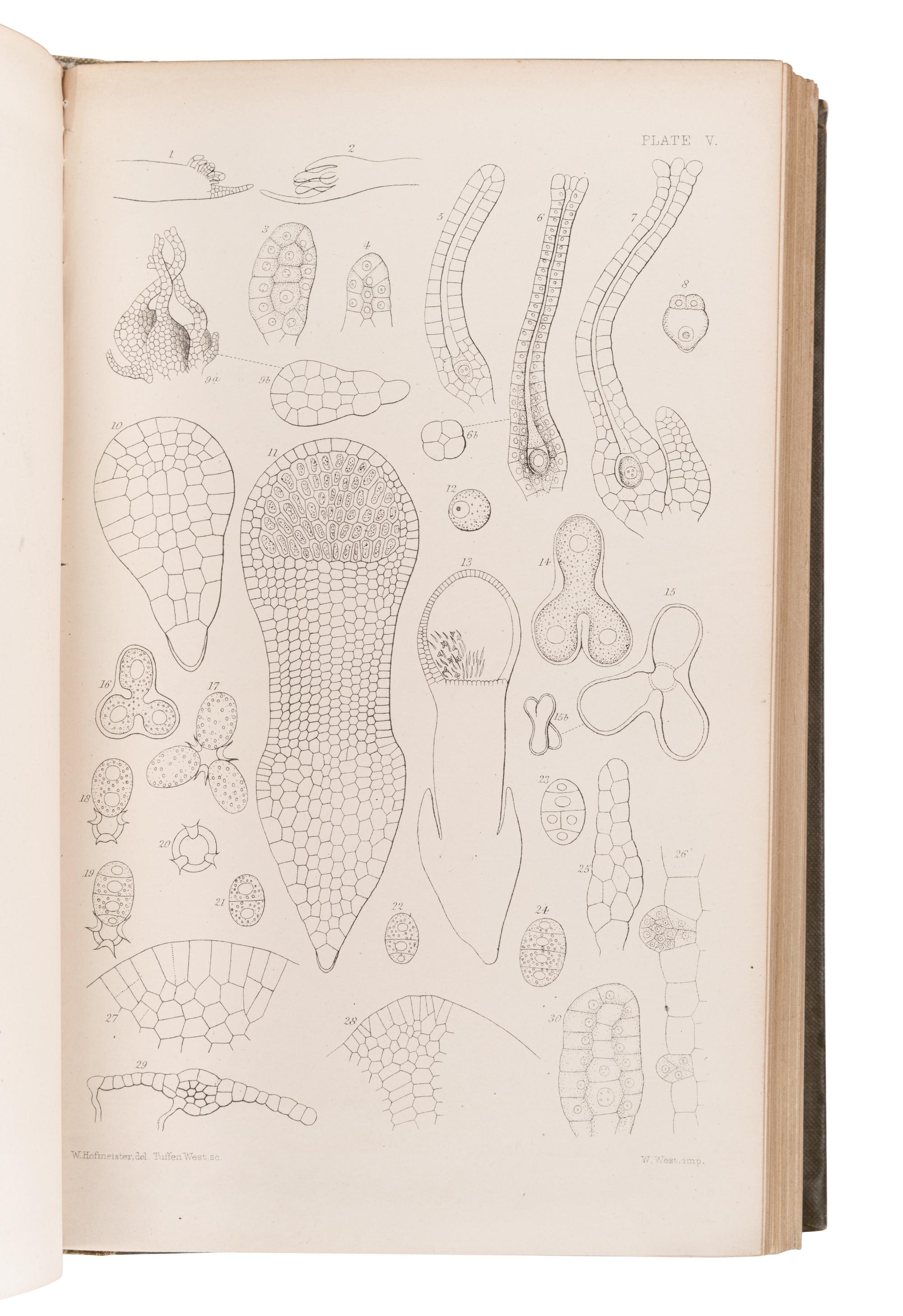 [BRITISH FLORA & FAUNA]. A group of 5 works, comprising: