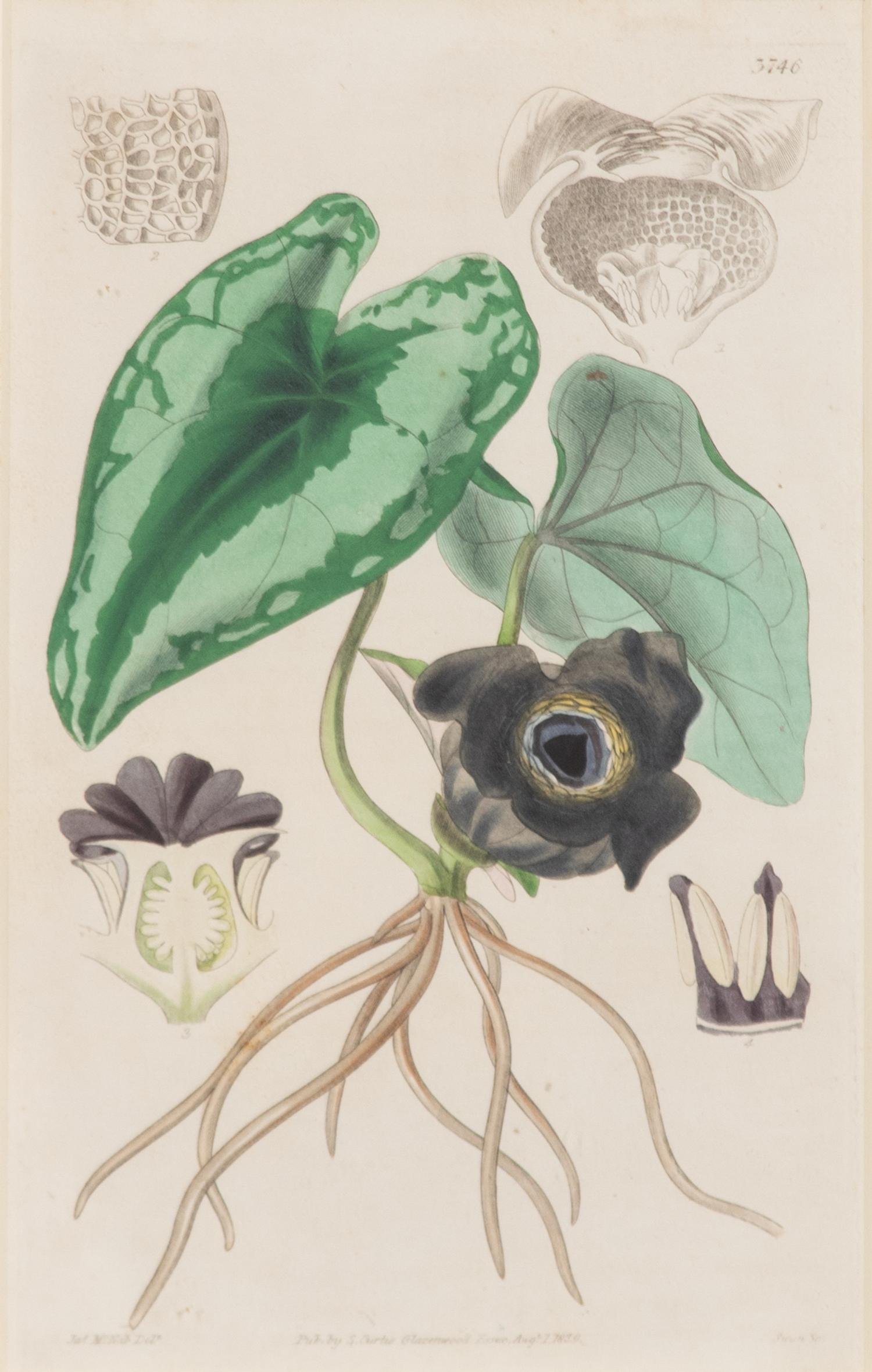 A Set of Eleven Botanical Prints Framed 16 1/2 x 13 1/2 inches. — 20TH CENTURY