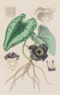 A Set of Eleven Botanical Prints Framed 16 1/2 x 13 1/2 inches. — 20TH CENTURY