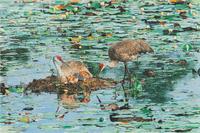 Bird Family