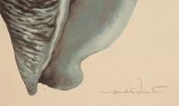 A Set of Four Decorative Nautilus Prints in Mirrored Frames — 20TH CENTURY