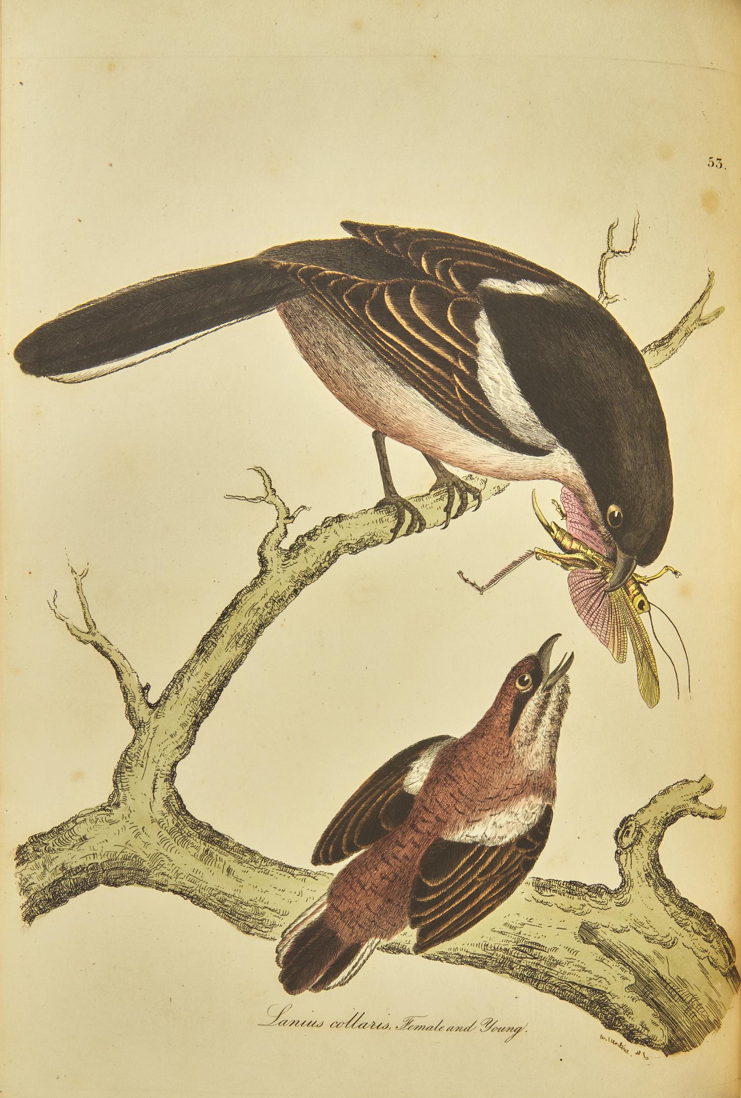[Natural History] Jardine, Sir William, and Prideaux John Selby. Illustrations of Ornithology