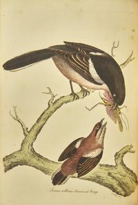 [Natural History] Jardine, Sir William, and Prideaux John Selby. Illustrations of Ornithology