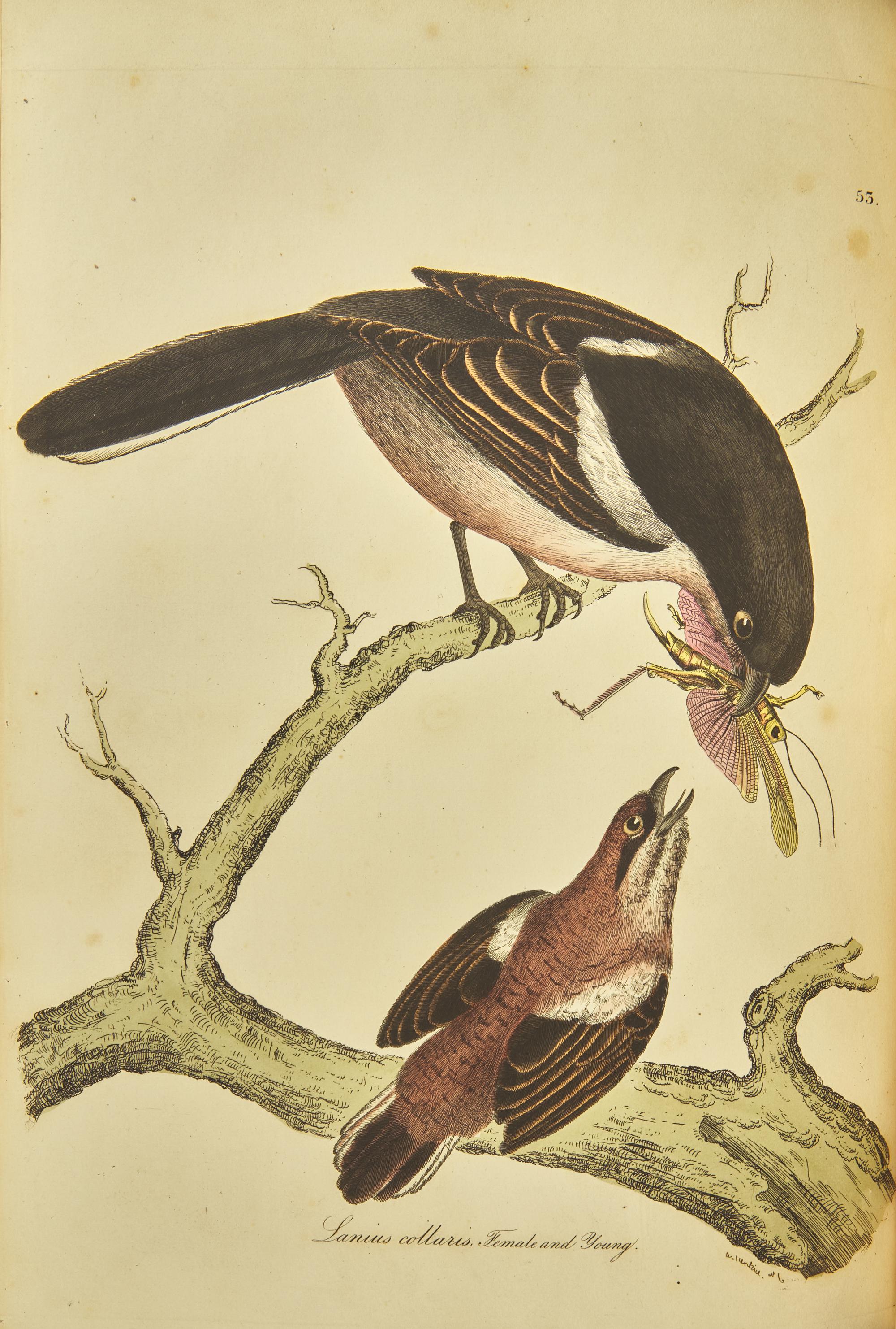 [Natural History] Jardine, Sir William, and Prideaux John Selby. Illustrations of Ornithology