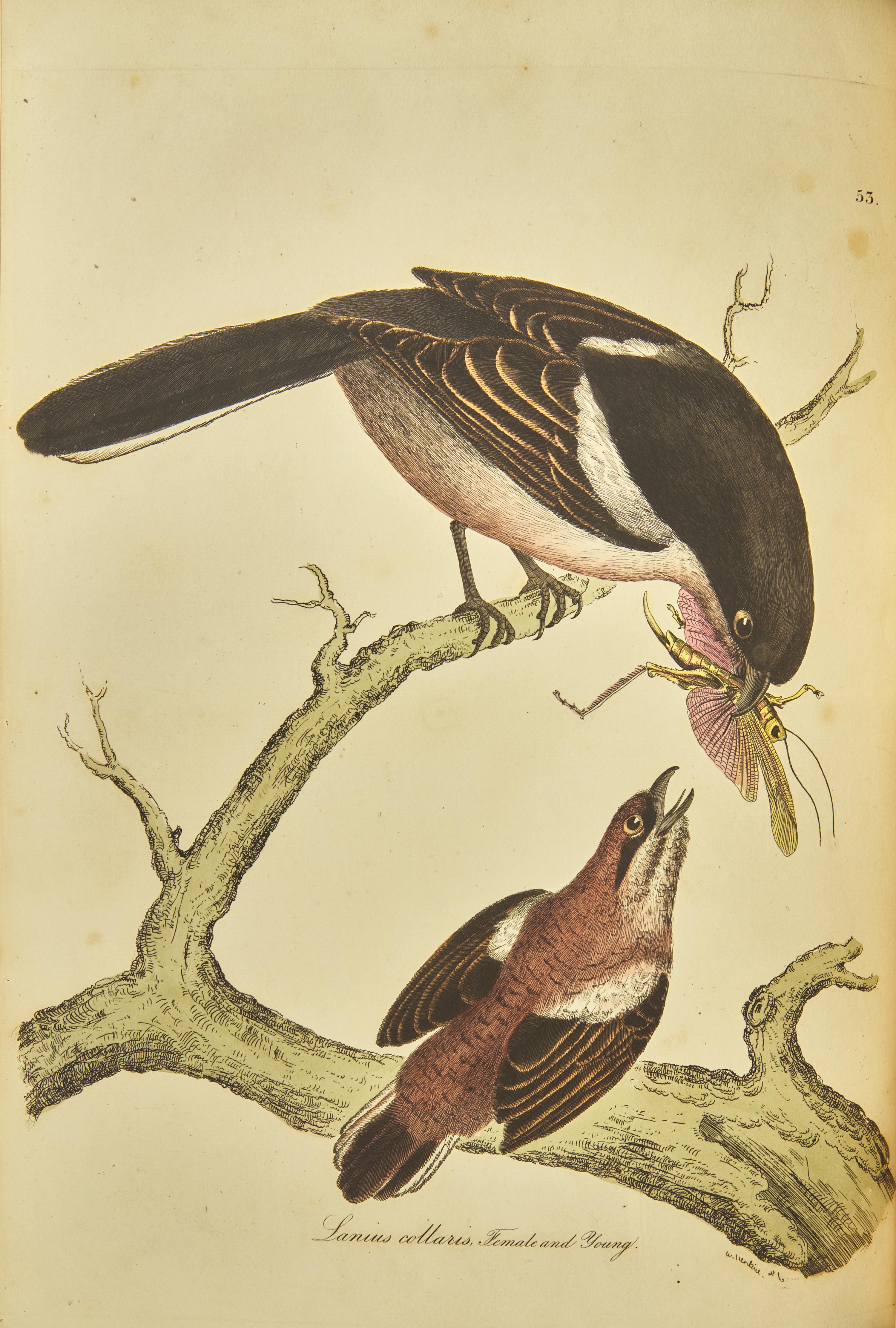[Natural History] Jardine, Sir William, and Prideaux John Selby. Illustrations of Ornithology
