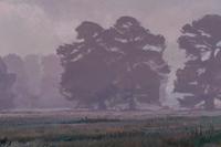 Foggy Meadow