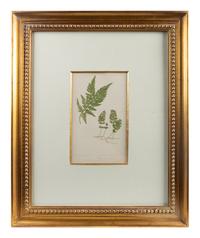 A Group of Eight Fern Botanical Engravings After Thomas Moore — EARLY 20TH CENTURY