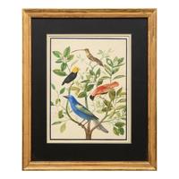 A Group of Three Framed Gouache Illustrations of Birds