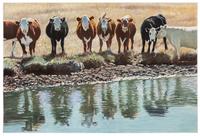 Untitled (Cows)