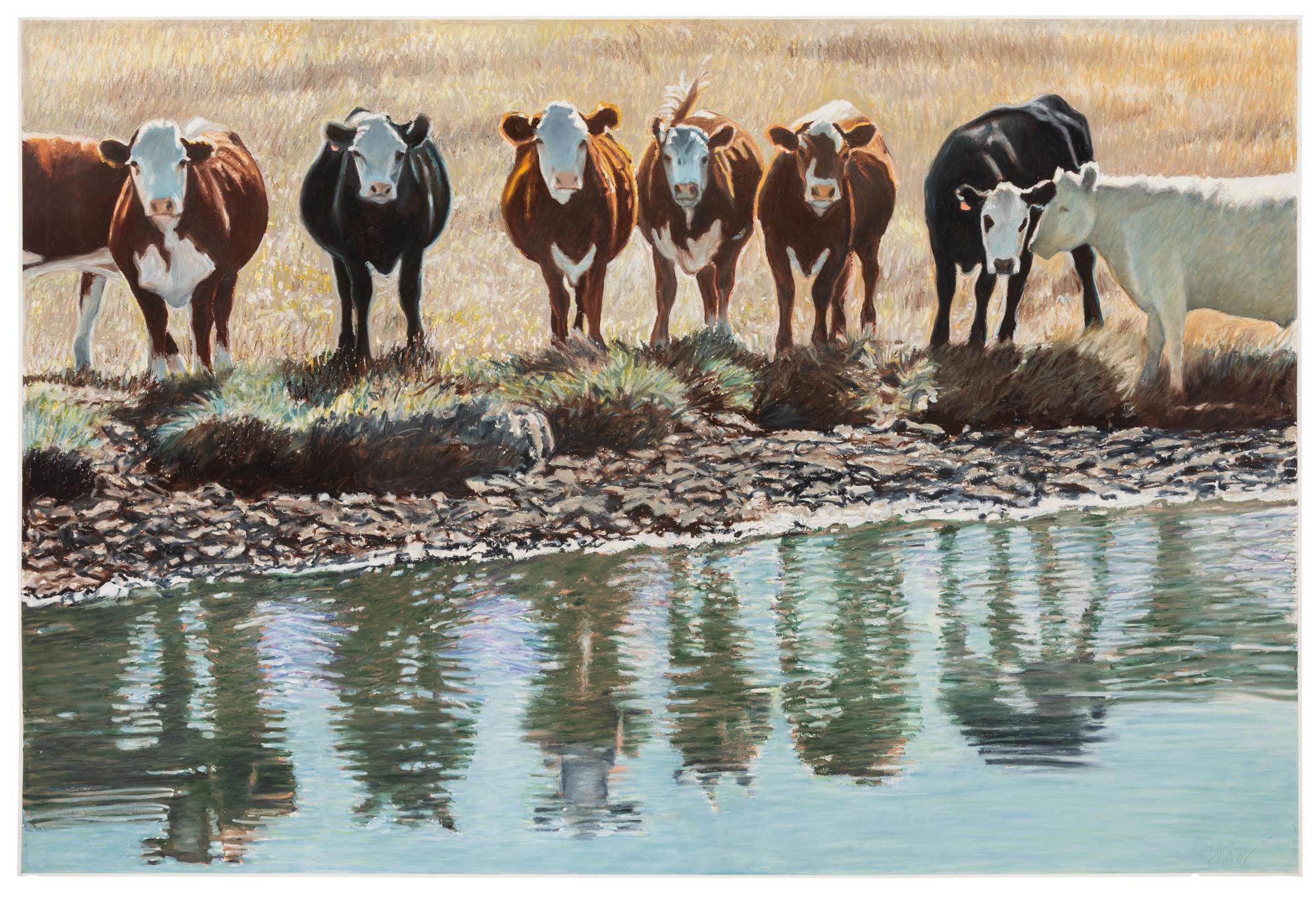 Untitled (Cows)