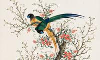 A Set of Twelve Chinese Export Watercolor and Pith Paintings of Exotic Birds