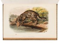 AUDUBON, John James (1785-1851) and John BACHMAN (1790-1874). The Quadrupeds of North America. New York: V.G. Audubon, 1849, 1851, 1854.