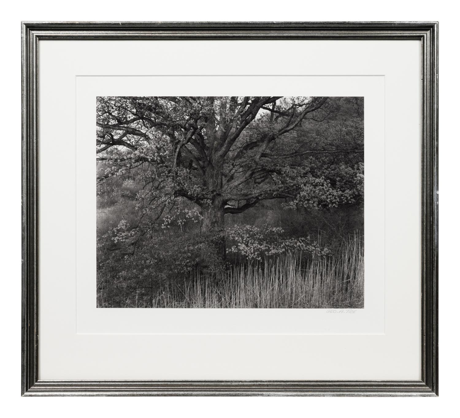 Oak Tree, Holmdel, New Jersey
