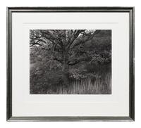 Oak Tree, Holmdel, New Jersey