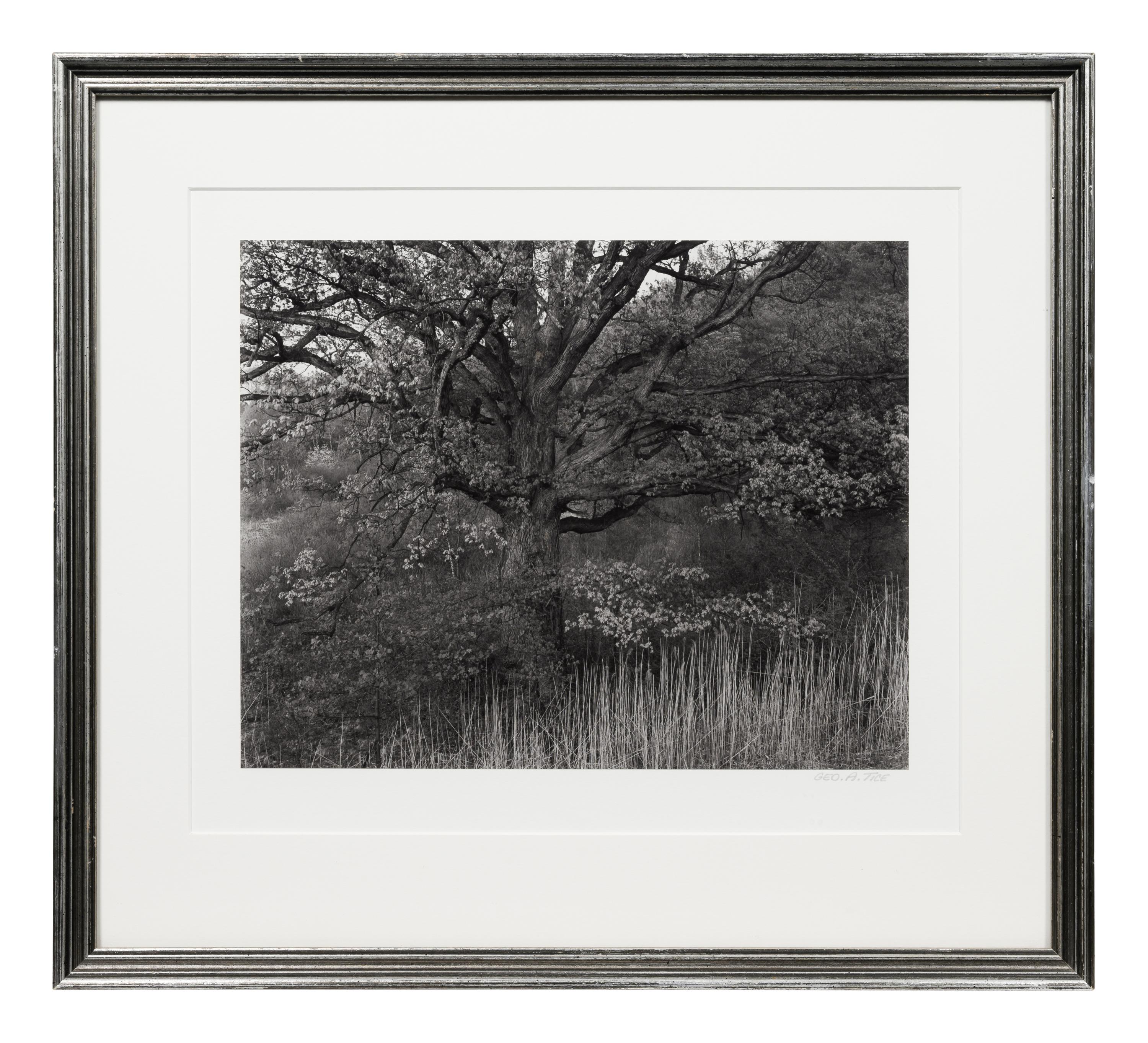 Oak Tree, Holmdel, New Jersey