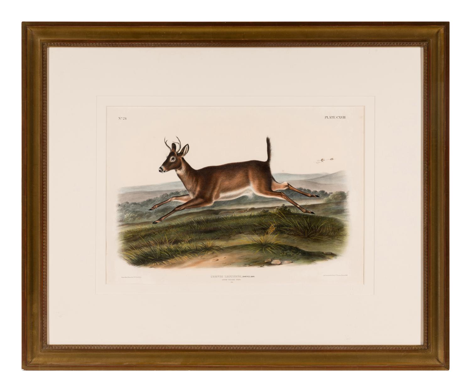 AUDUBON, John James (1785-1851) Long-Tailed Deer (Plate CXVIII) Cervus leucurus