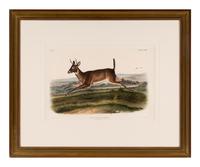 AUDUBON, John James (1785-1851) Long-Tailed Deer (Plate CXVIII) Cervus leucurus