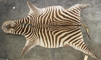 A Taxidermy Zebra Rug 7 feet 10 inches x 5 feet 1 inch.