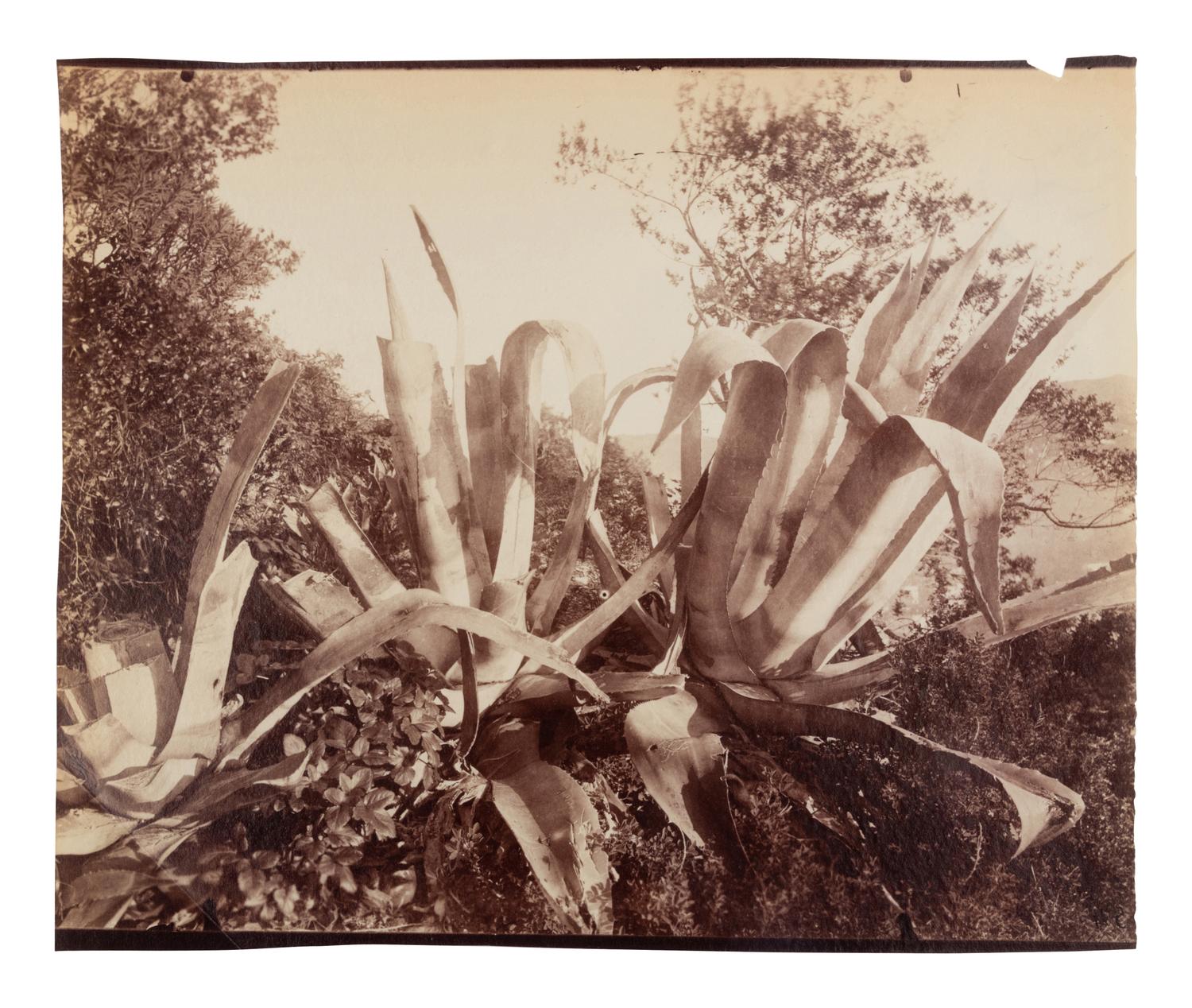 A group of four photographs ( Cactus [Nice], before 1900 ; Pommiers [et blés] , 1910 or earlier; Sapin ([Petit] Trianon , 1910 or earlier; Palmier , before 1900)
