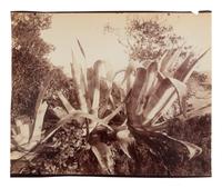 A group of four photographs ( Cactus [Nice], before 1900 ; Pommiers [et blés] , 1910 or earlier; Sapin ([Petit] Trianon , 1910 or earlier; Palmier , before 1900)