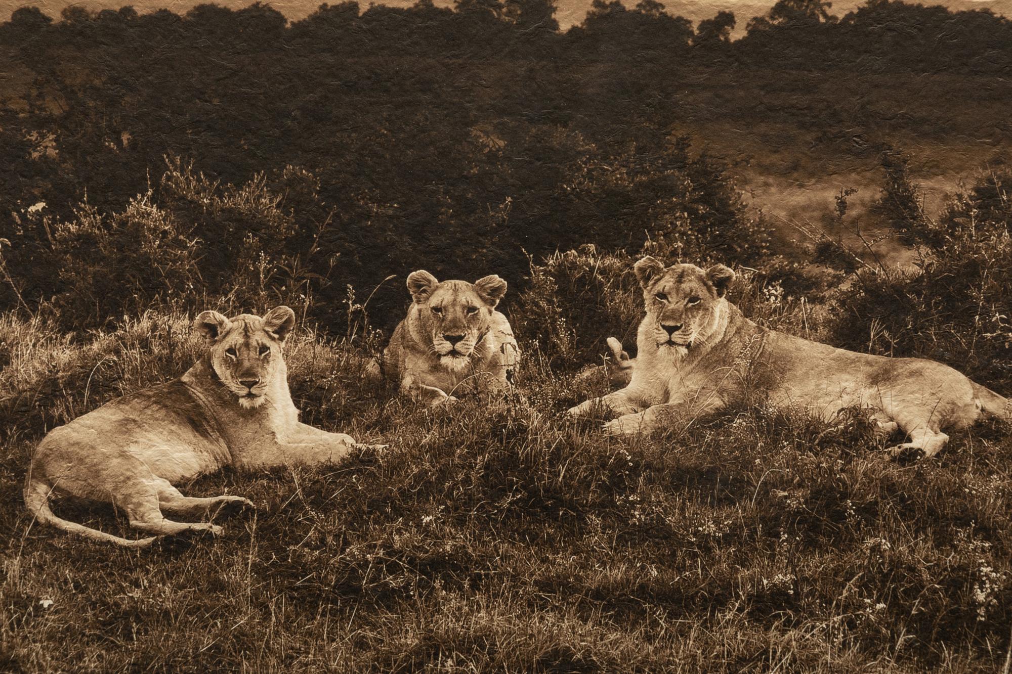Lions at Sunset