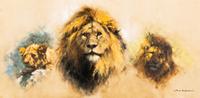 A Study of Lions