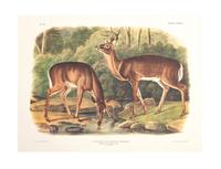 Southart Parkway's Limited Edition Facsimiles from Viviparous Quadrupeds of North America; Set Two: Audubon Mammals of the Southeast