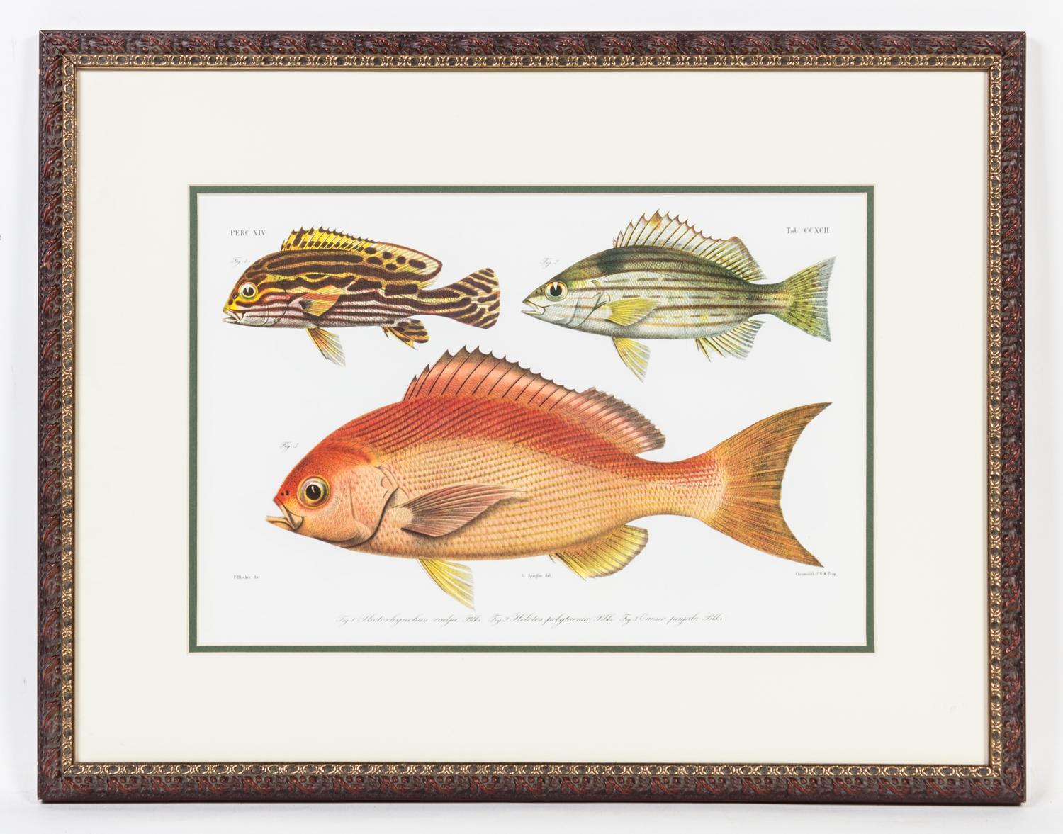 A Set of Four Ichthyological Prints Height of each 19 1/2 x width 25 inches (framed).