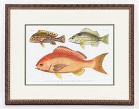 A Set of Four Ichthyological Prints Height of each 19 1/2 x width 25 inches (framed).
