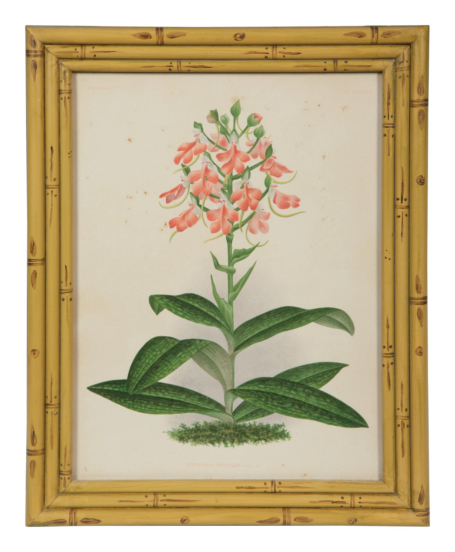 A Set of Twelve Framed Botanical Lithographs