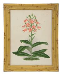 A Set of Twelve Framed Botanical Lithographs