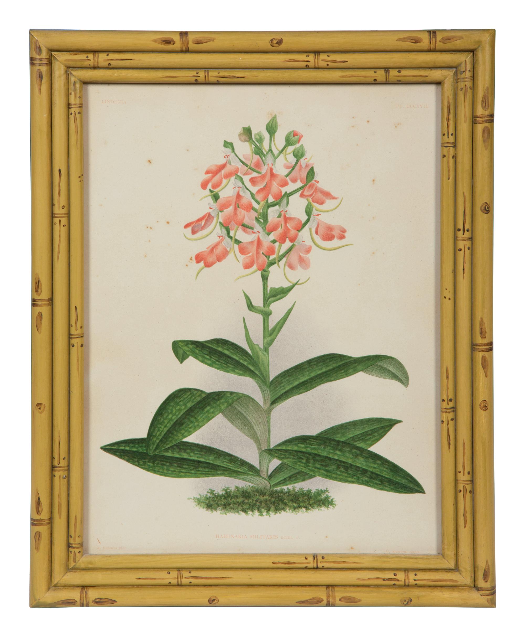 A Set of Twelve Framed Botanical Lithographs