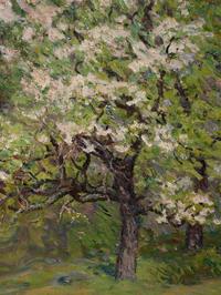 Flowering Orchards
