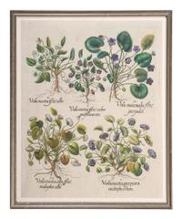 Three Hand-Colored Botanical Engravings