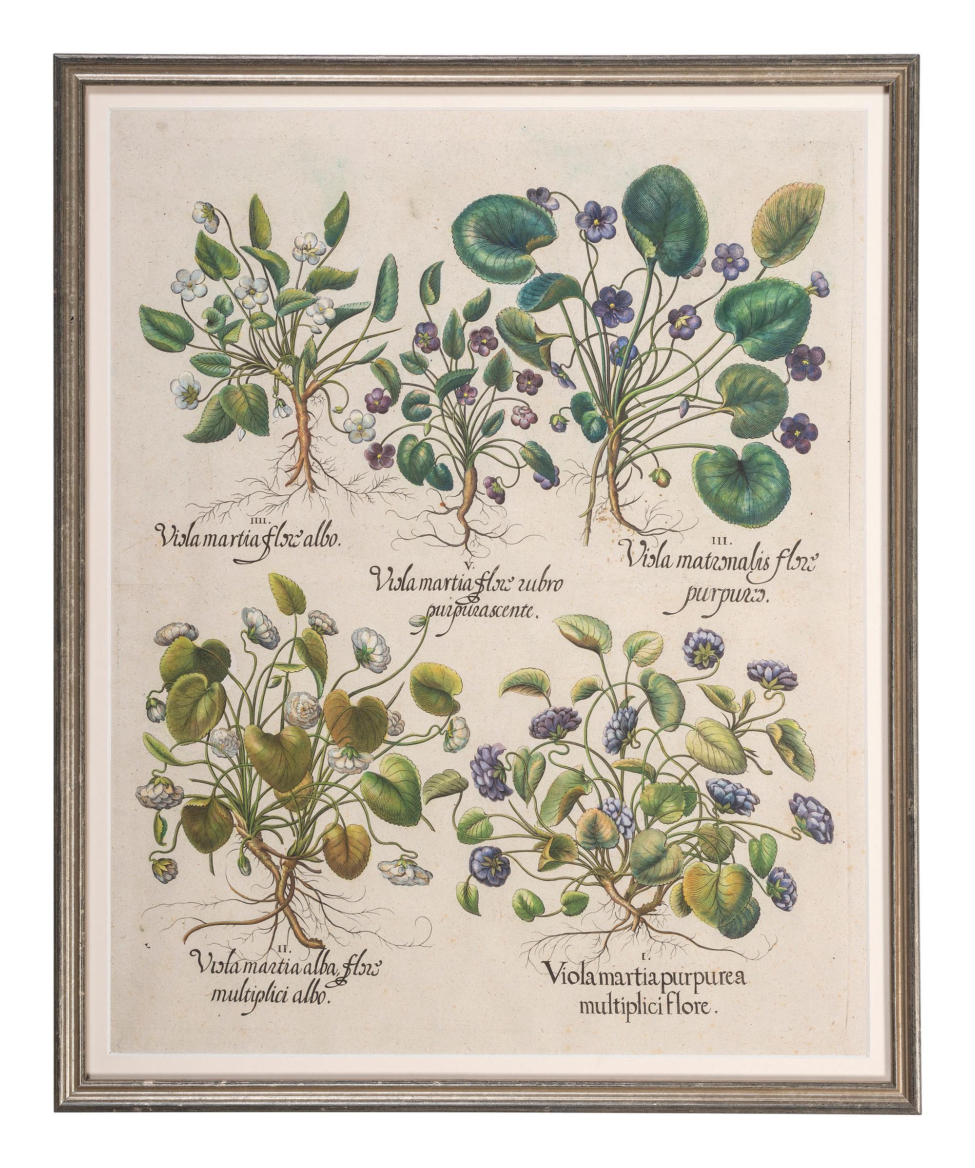 Three Hand-Colored Botanical Engravings