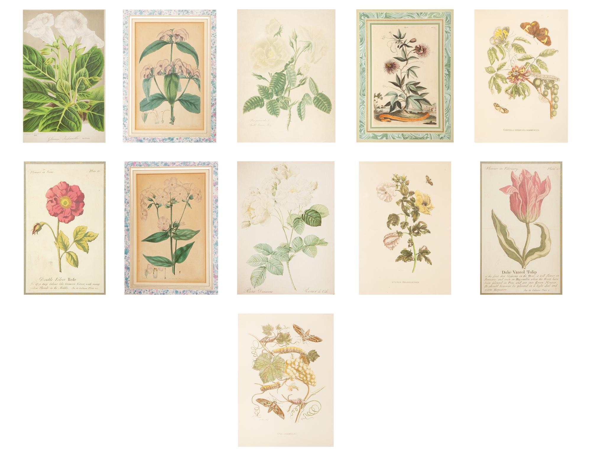 A Group of Eleven Miscellaneous Botanica Prints