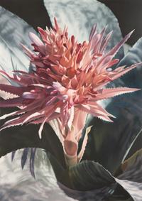 Aechmea , 1999