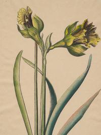 A Pair of Continental Botanical Engravings