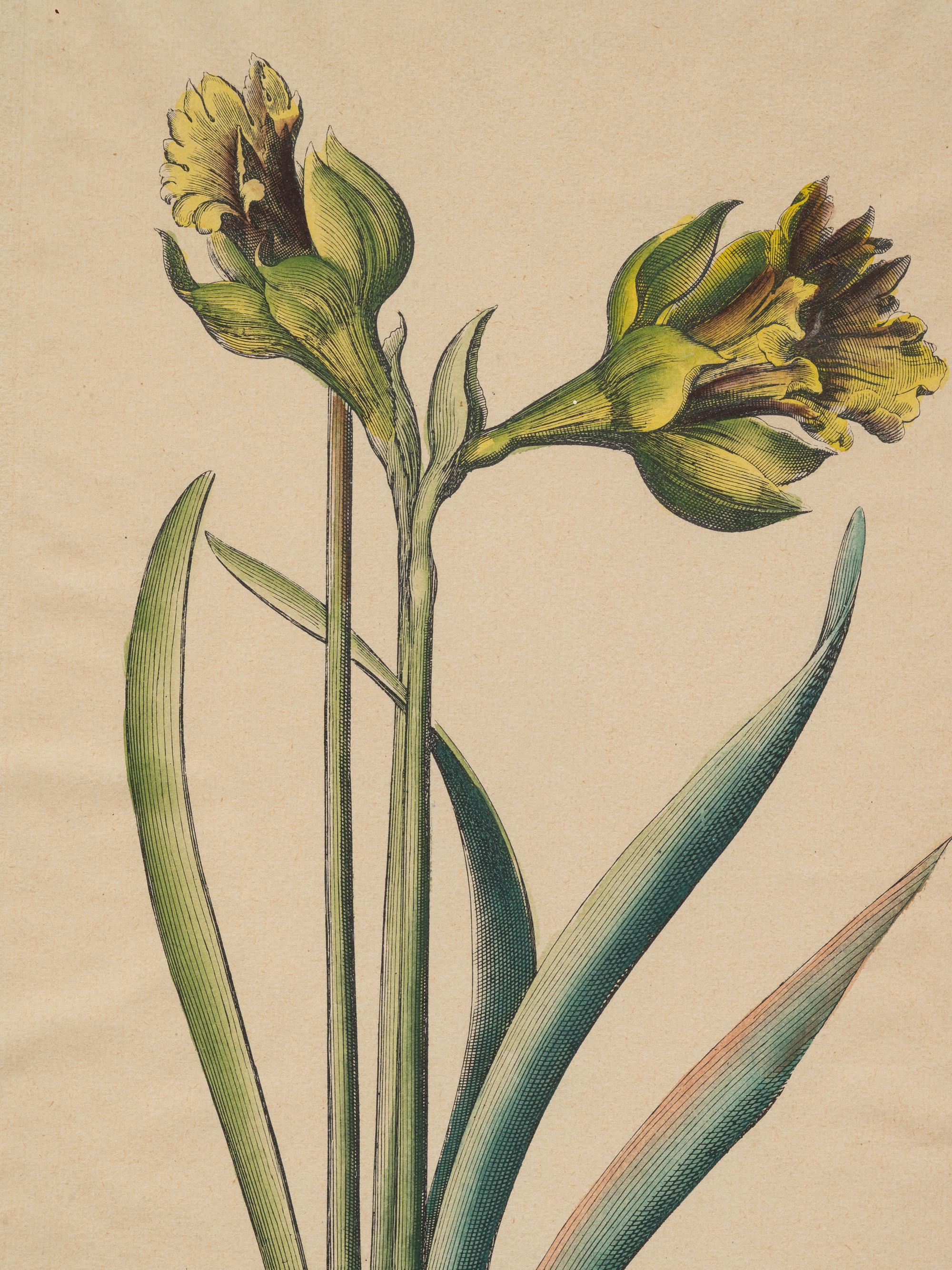 A Pair of Continental Botanical Engravings
