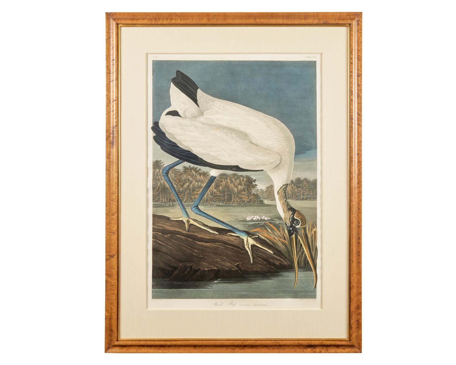 [Prints] Audubon, J(ohn). J(ames). Wood Ibis