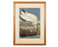 [Prints] Audubon, J(ohn). J(ames). Wood Ibis