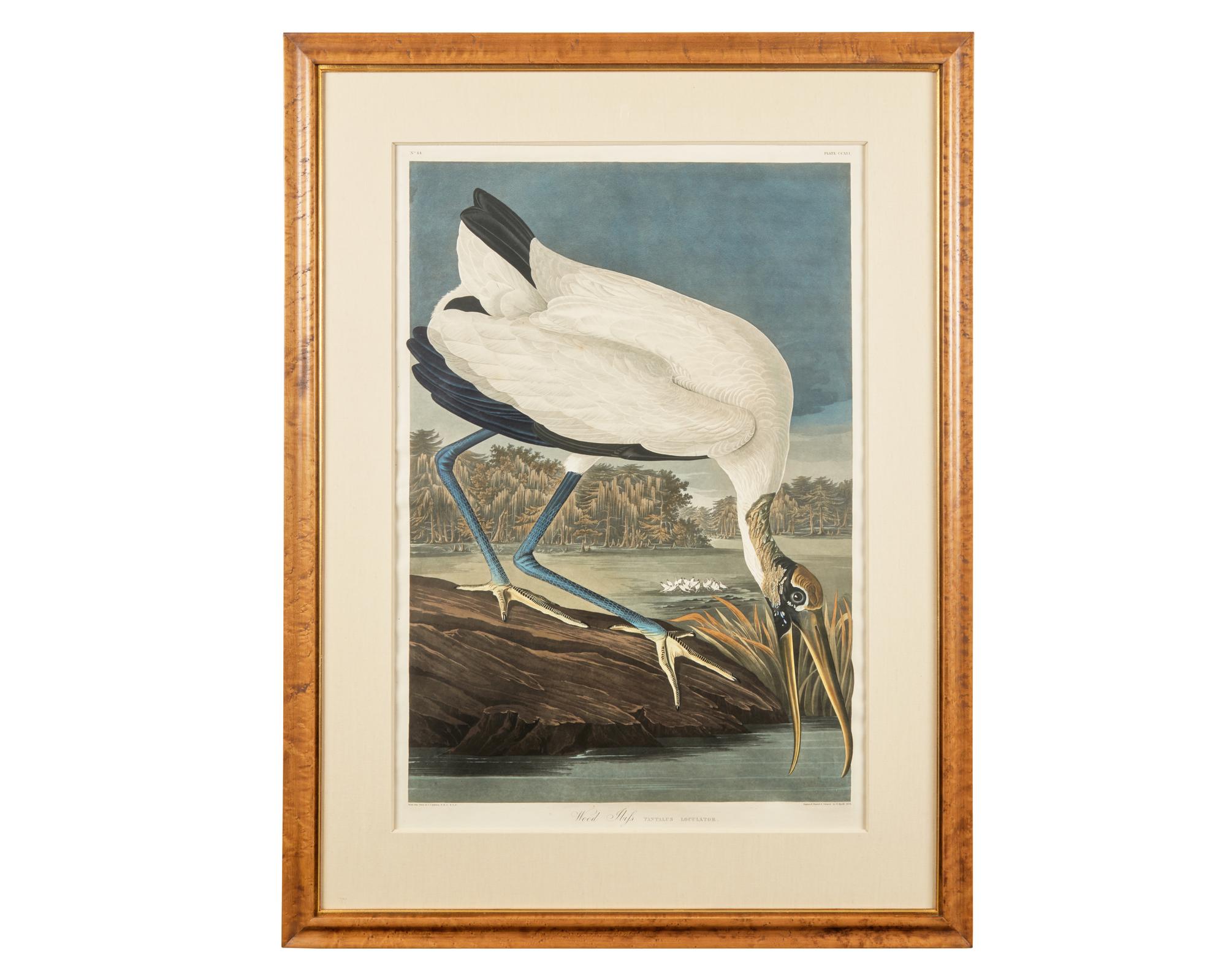 [Prints] Audubon, J(ohn). J(ames). Wood Ibis