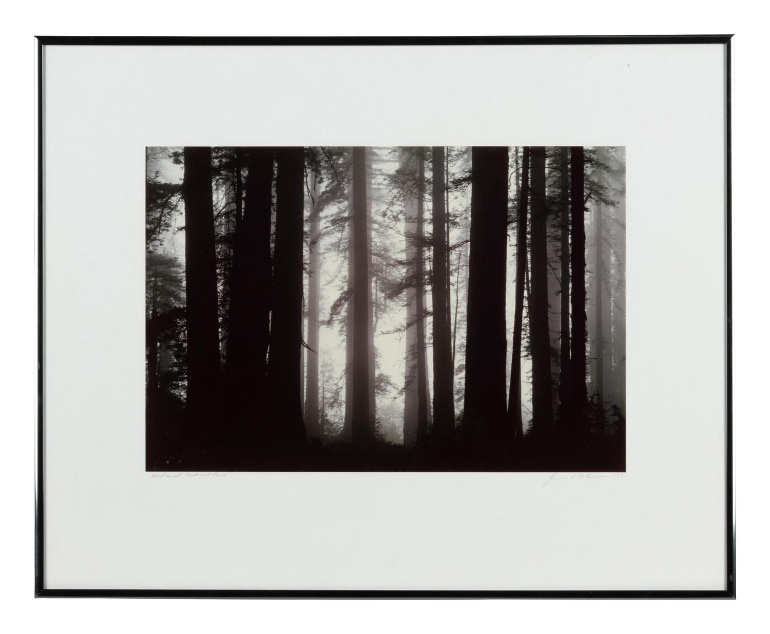 Morning Fog Envelops Giant Redwood Trees